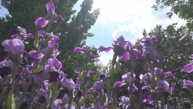 Blue Irises in a flower bed in the Park. Shooting from the bottom up to the sky