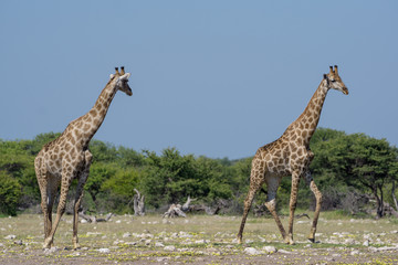 Giraffen in Etosha National Park Namibia