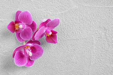 Orchid branch with beautiful flowers on light grey stone background, above view. Space for text