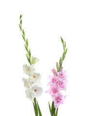 Beautiful color gladiolus flowers on white background