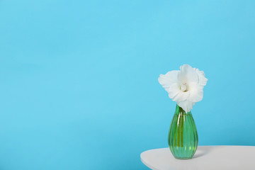 Vase with beautiful gladiolus flower on wooden table against blue background. Space for text