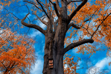A solid looking tree reaching for the sky in Apley Woods near the market town of Wellington Shropshire.