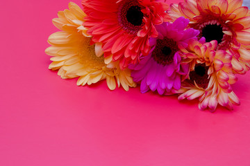 different color gerneras on the pink background yellow pink red top view copy space cold tone