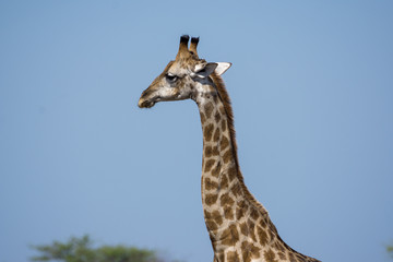 Giraffe in Etosha National Park Namibia