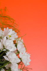 bouquet of white chrysanthemums on a orange background top view copy space
