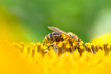 bee is collecting