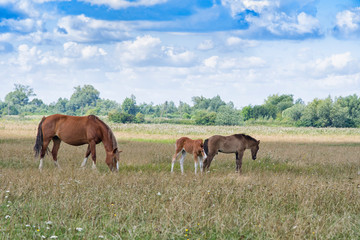 Obraz na płótnie Canvas mare and young foal
