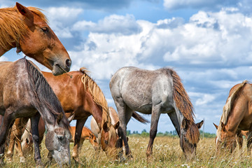 mare and young foal