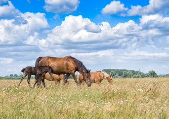 mare and young foal
