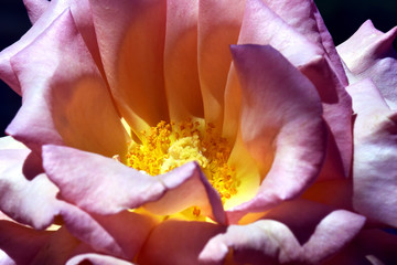 Fototapeta na wymiar Rosa lilla con centro giallo