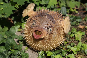 Front view of a blow fish or porcupine fish