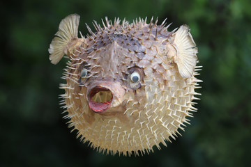 Front view of a blow fish or porcupine fish