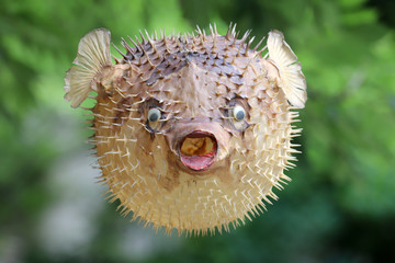 Front view of a blow fish or porcupine fish