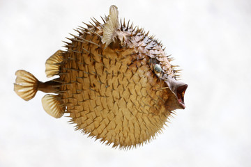 Front view of a blow fish or porcupine fish