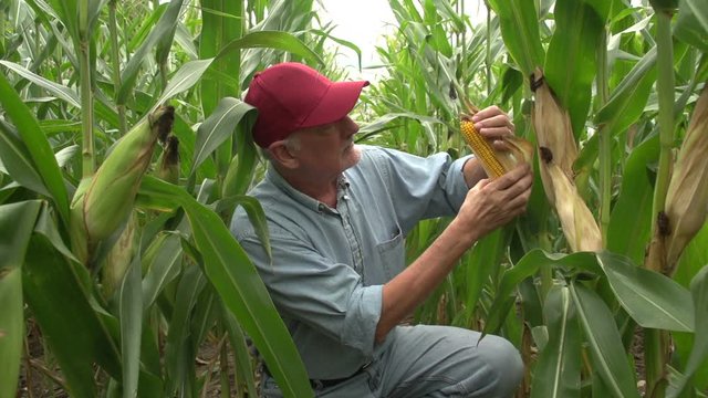 Farmer inspecting his corn in the field, looking at camera