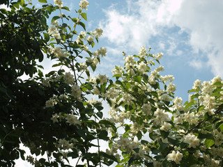 Blooming jasmine bush against the background of a summer blue sky with floating clouds.