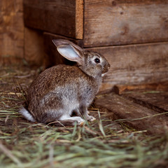 Two little rabbit. Pets.