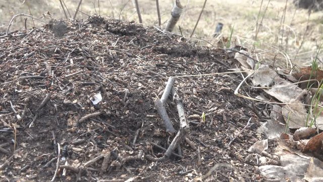 Red forest ants actively rebuild the anthill on a Sunny spring day