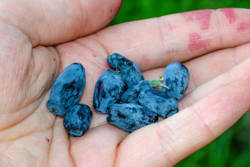 Ripe berries of honeysuckle on hand