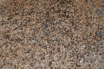 Anthill with lots of black ants in the forest