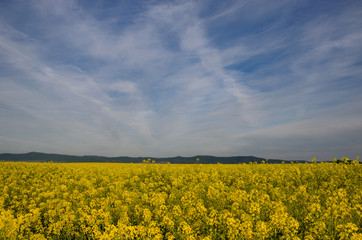 Obraz premium Blossoming field of yellow rapeseed field and a stormy spring day