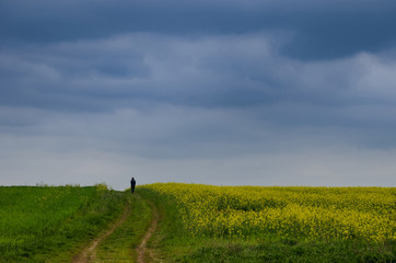 Man walking through blossoming field of yellow rapeseed field in a stormy spring day