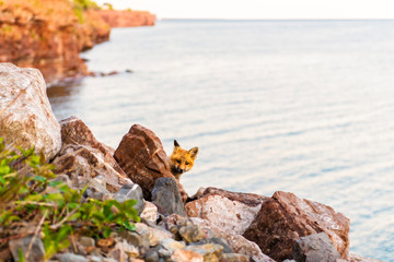 A nice Portrait foxes kit at the sunset
