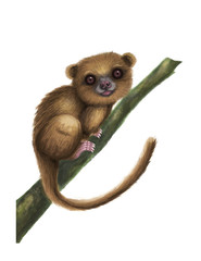 Ilustración de un olinguito, mamífero des cubierto en los últimos años en ecuador, es unas especie de mache