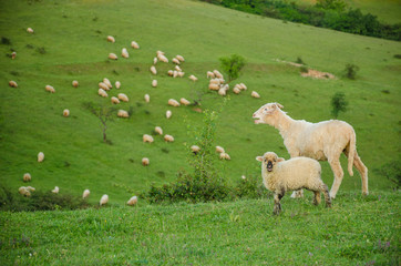Sheep and lamb in a rural landscape, in spring time