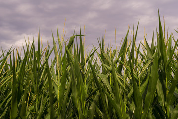 A corn field below a cloudy summer sky