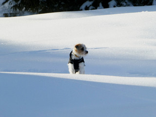 chien perdu au milieu de la neige dans le jura en suisse