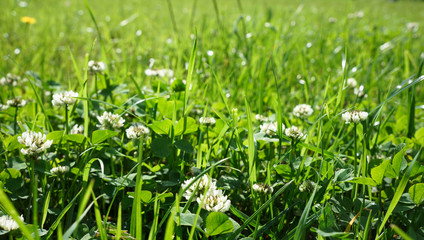 Clever field in sunny bright day