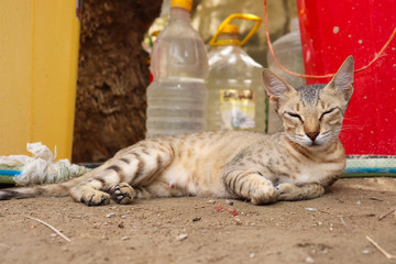 female Asian cat sleeping on land at home Kitty portrait