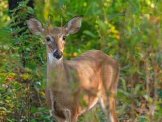 white tail deer in park