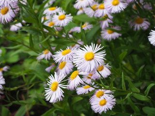 Fototapeta premium Field of white chamomile (Matricaria) flowers, medical chamomile close up. White and yellow daisy flowers on a green blurred background.