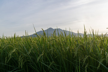 筑波山麓の実り