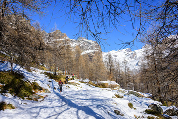 Group of hikers trekking in the mountains of the Alps. The trekkers are going through a snowy forest
