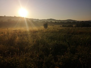 Morning mist on the fields 