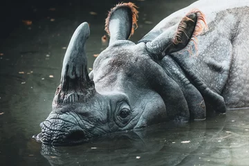 Poster Schmutziges Nashorn im schlammigen Wasser in einem Zoo © Maximilian