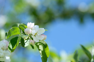 Apple blossom.