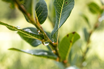 Goutte d'eau en proxy