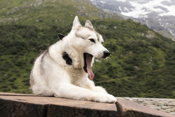 Chien Husky à la montagne
