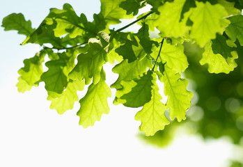 Fototapeta na wymiar Oak leaves.