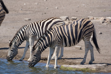 Fototapeta na wymiar Zebras am Wasserloch in Etosha Namibia