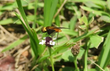 Hoverfly on phyla flower in Florida nature, closeup