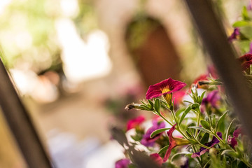 Fleurs dans ruelle