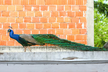 Blue peacock in front of brick wall - Powered by Adobe