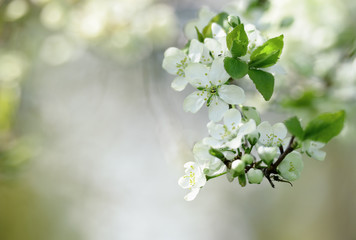 Obraz premium Apple blossom.