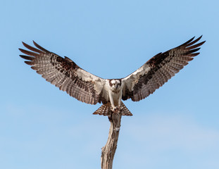 Osprey with open windspan landing in a tree