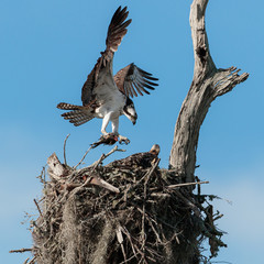 Osprey with fish on claws coming to the nest